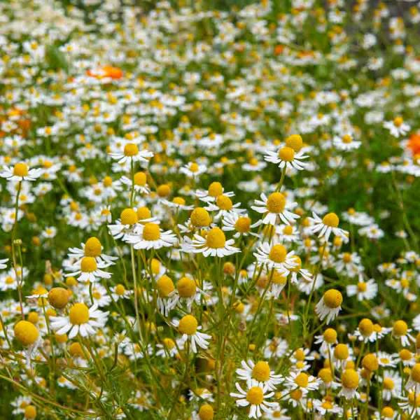 Aromatiques - Camomille Ordinaire - face recto